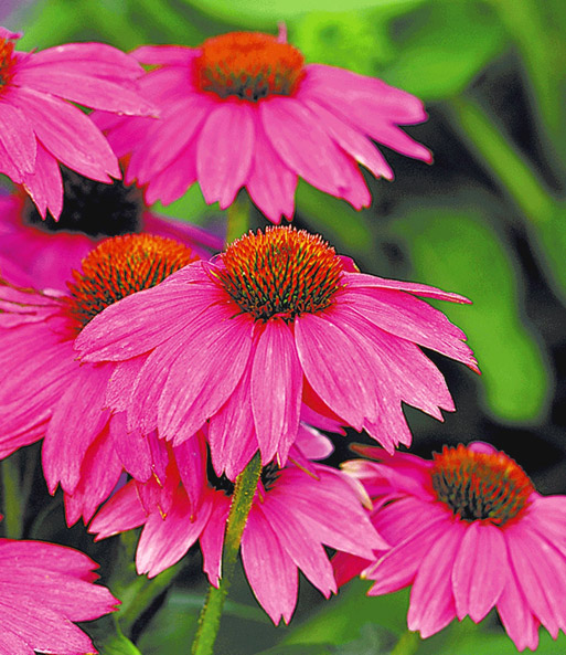 Echinacea 'Pow Wow'