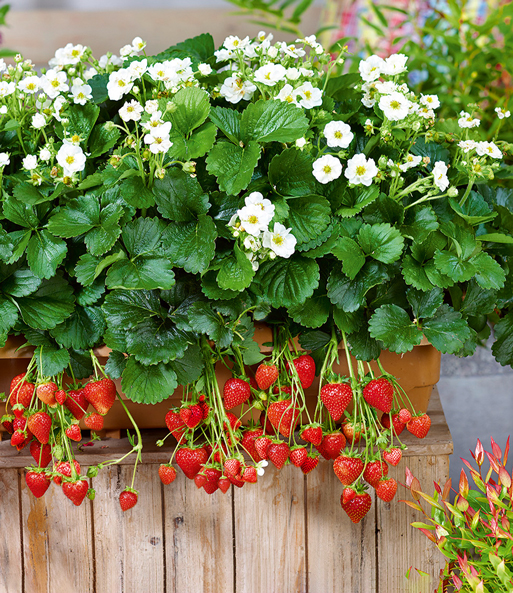 Erdbeere 'Summer Breeze Snow'