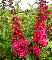 Buddleia 'Prince Charming®'