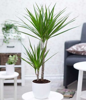 Dracena 'Marginata' ca. 70-80 cm hoch