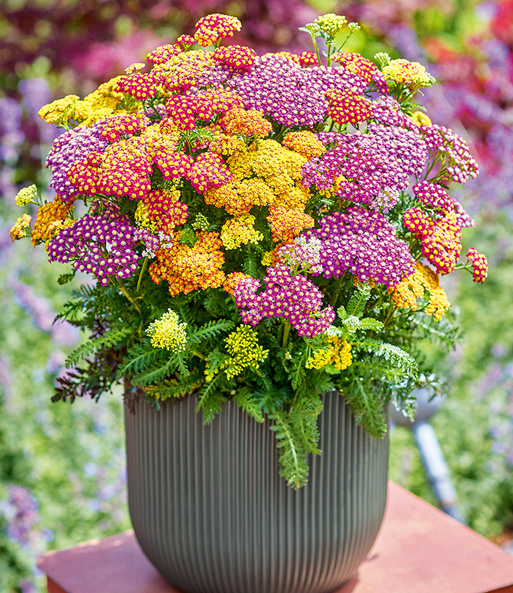 Achillea 'MixMasters® Milly Rock'