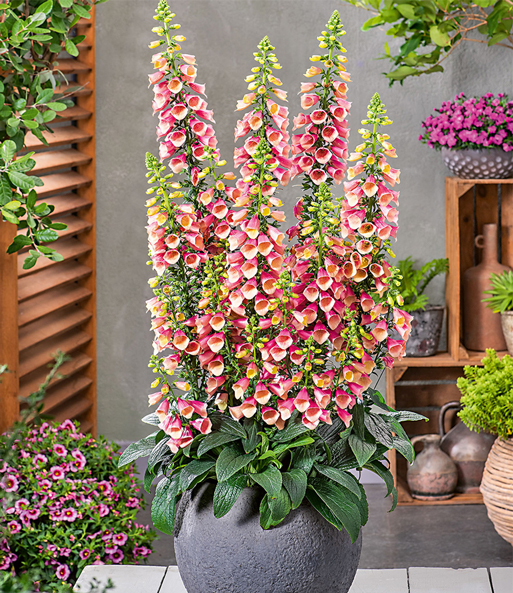 Digitalis 'Arctic Fox®'