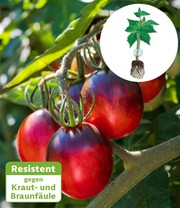 Kollektion Tomaten-Raritäten