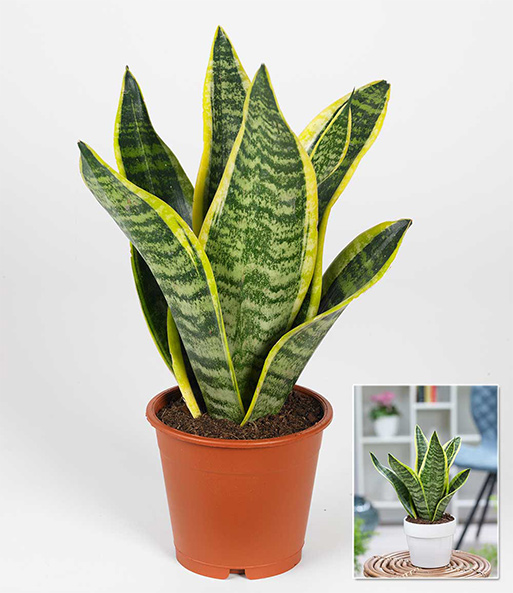 Sansevieria 'Futura Superba'