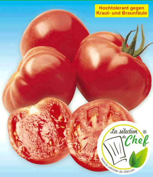 Veredelte Stab-Tomate 'Maestria' F1