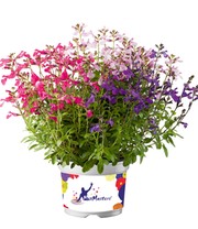 Salbei-Mix 'Mirage®'