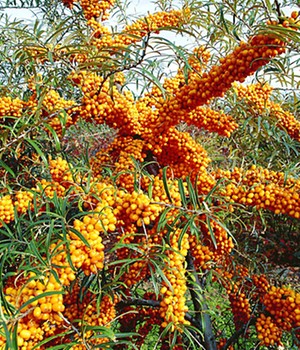 Sanddorn 'Orange Energy®' weiblich
