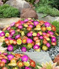 Winterharte Eisblumen 'Summer Mix'