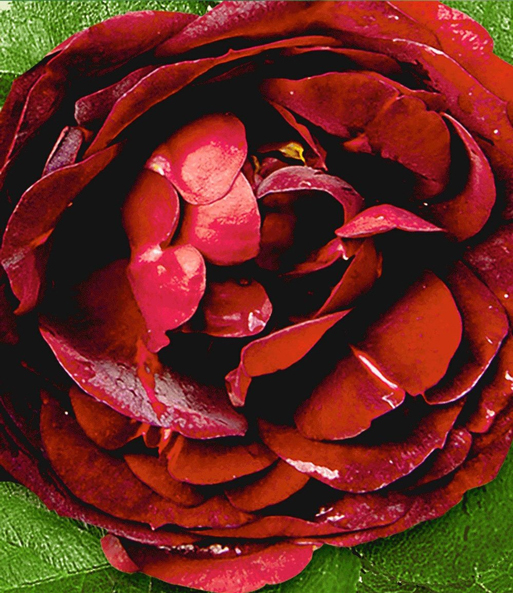 Rose 'Noir de Malicorne®'