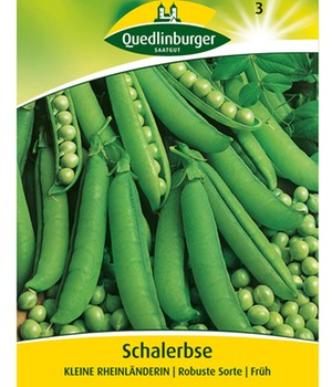 Schalerbse 'Kleine Rheinländerin'