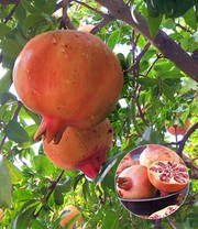 Exotisches Obst