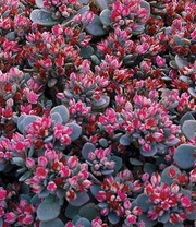 Sedum Sun Sparkler® 'Sedoro Blue Elf'