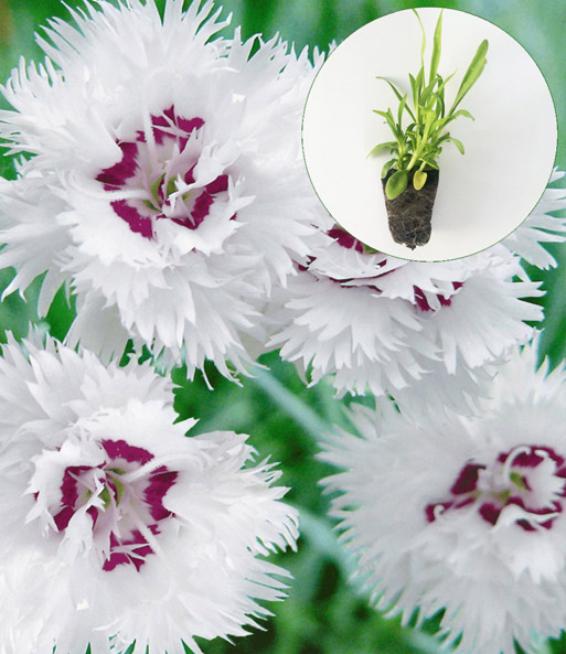 Dianthus 'Double White'