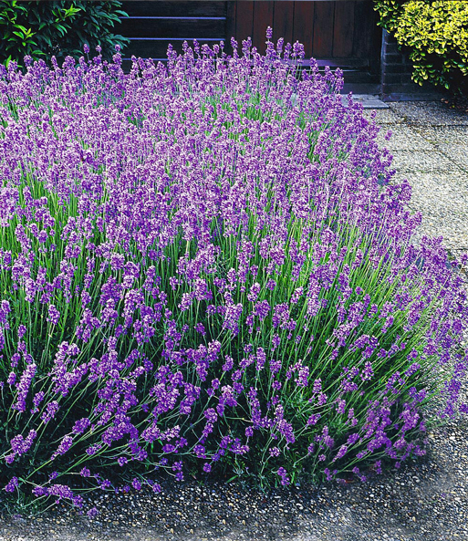 Blauer Duft-Lavendel 25 Stk.