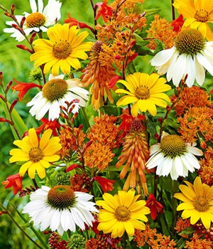 Staudenbeet 'Bienen-Magnet'