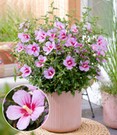 Zwerg-Hibiskus 'Little Legends Pink®'