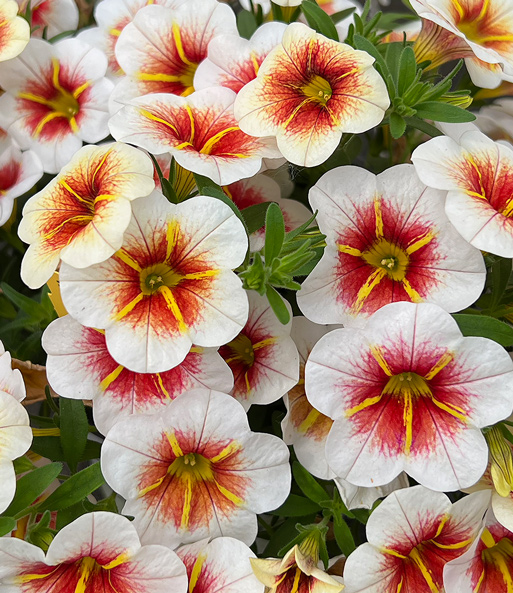 Nahaufnahme der mehrfarbigen, dicht beieinander wachsenden Blüten der Zauberglöckchen Petunie „Calitastic Cappuccino“.