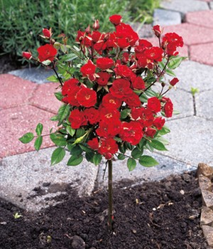 Mini-Stammrose Rot