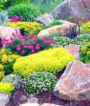 Steingarten-Mix 'Happy Flowers'