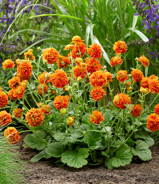 Geum 'Orange Pumpkin®'