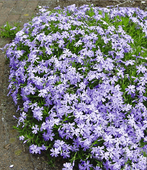 Blauer Teppich-Phlox 25 Stk.