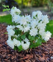 Duftender Gartenjasmin 'Pearls of Perfume®'