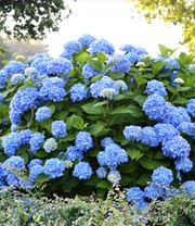 Hortensie Endless Summer® 'The Original'