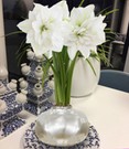 MEGA XXL Wachs-Amaryllis Silber weiße Blüte