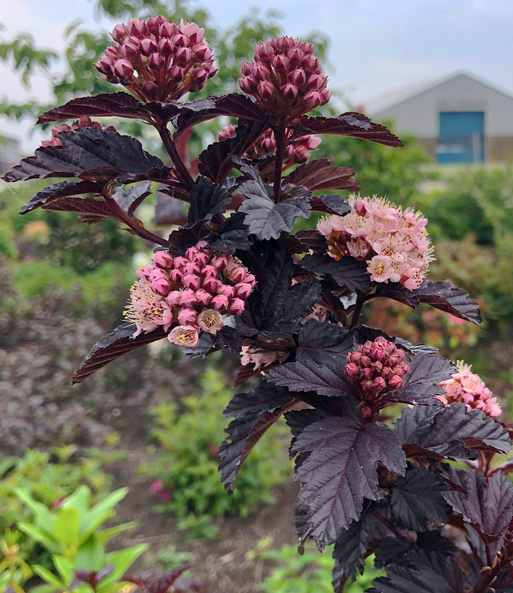 Physocarpus Fasanenspiere 'Panther®' im 2-Liter XL Topf