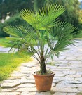 Winterharte Kübel-Palme im 19 cm Topf