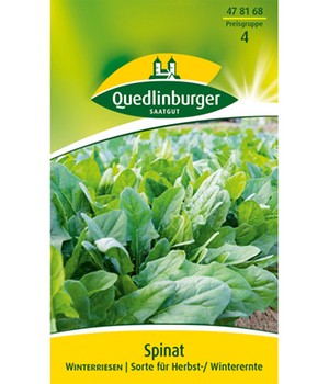 Spinat 'Winterriesen'