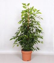 Ficus benjamina 'Danielle' ca. 90-100 cm hoch