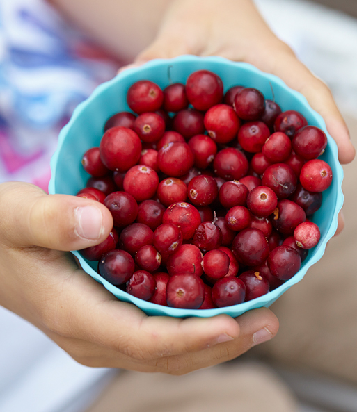 Cranberry-Beere