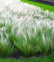 Federgras (Stipa)