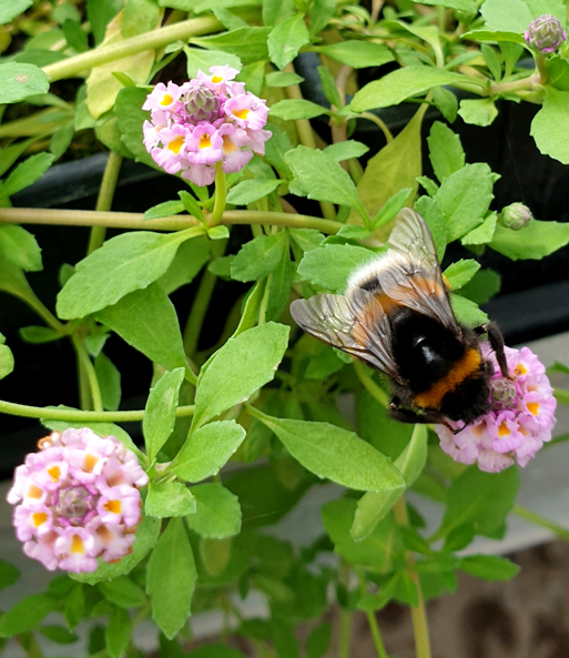 Lippia 'Summer Pearls®' rosa