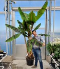 Winterharte Banane 'Ever Red®'