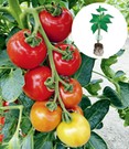Veredelte Tomate 'Magic Fire' F1