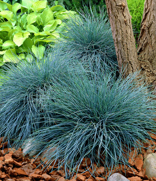 Ziergras 'Elijah Blue'