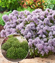 Winterharter Oregano
