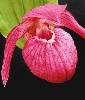 Freiland-Orchidee 'Macranthos'