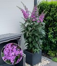 Säulen-Buddleia 'Rêve de Papillon® Lavender'