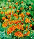 Leonotis 'Löwenohr'