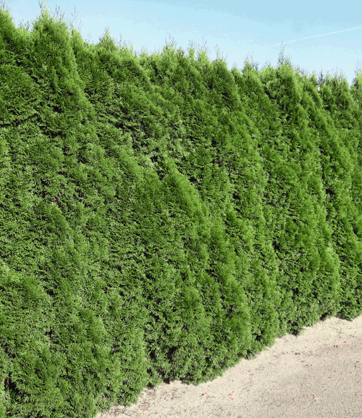 Lebensbaum-Hecke 'Smaragd' 40-60 cm hoch