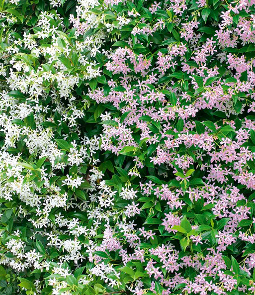 Nahaufnahme der sternenförmigen Blüten des Duft-Jasmin „Pink und Weiß“.