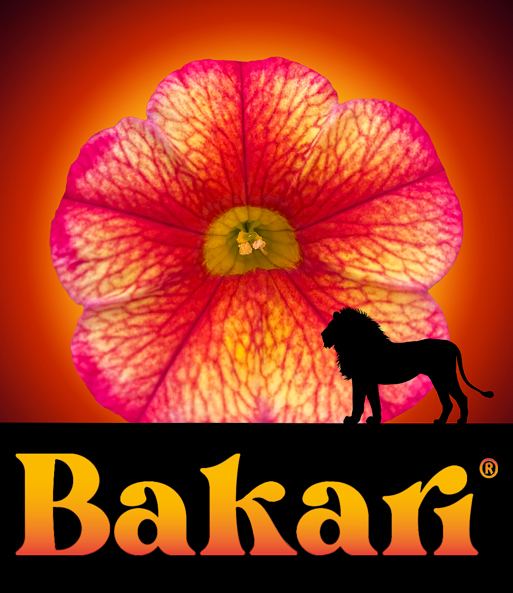 Zauberglöckchen Petunie 'Uno Bakari®'
