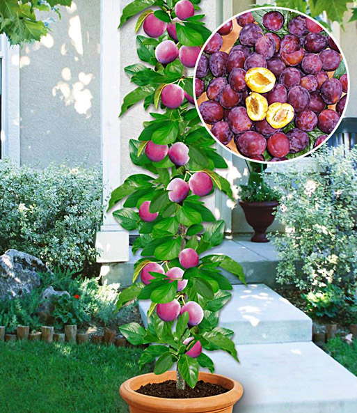 Säulen-Mirabelle 'Mirouge®'