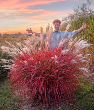 Miscanthus 'Lady in Red®'