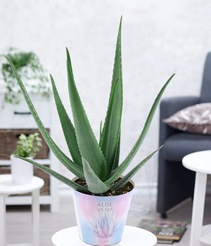 XXL Aloe Vera, 55-65 cm hoch