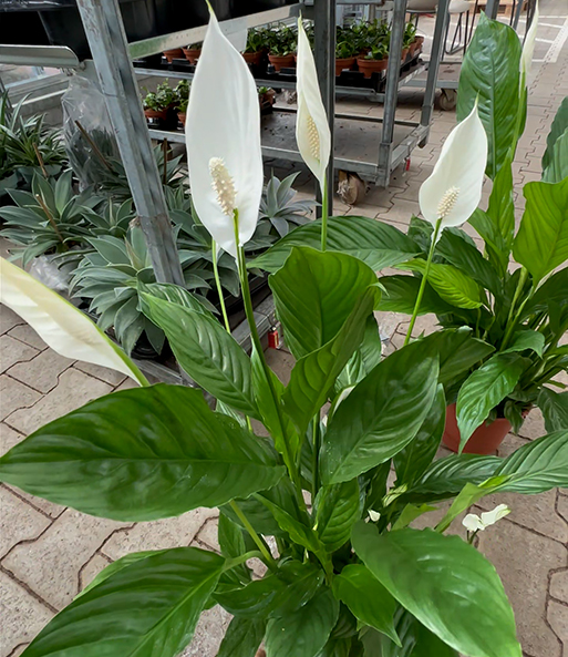 Link zum YouTube Video 7553_Spathiphyllum