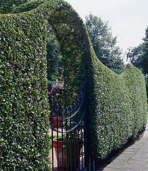 Schwarzgrüner Liguster 'Atrovirens'